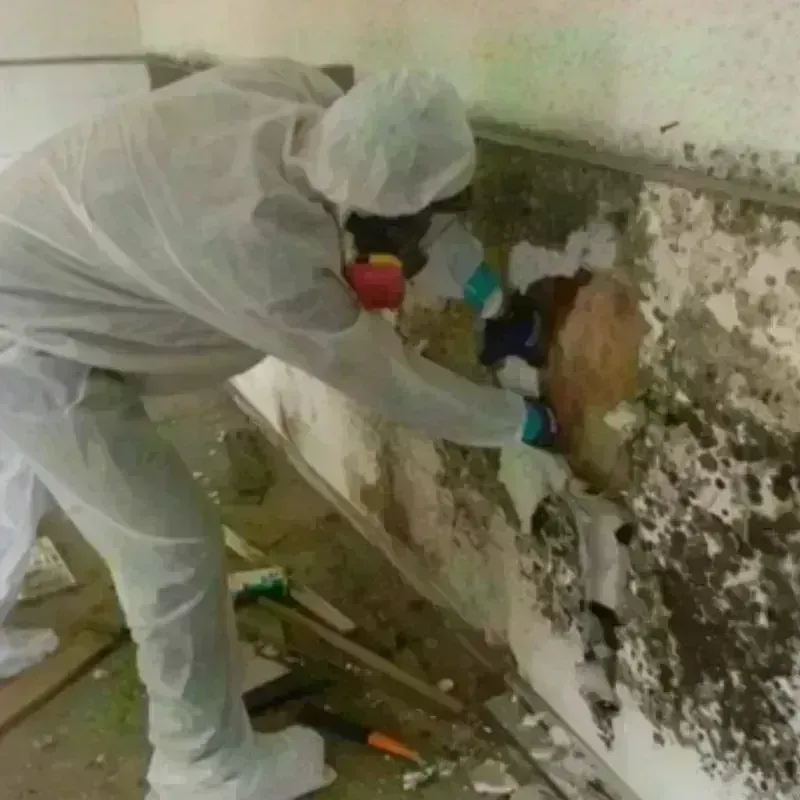 Mold Remediation and Removal in Berrien County, GA